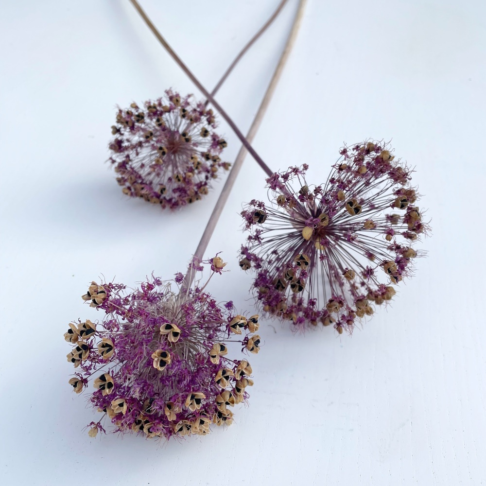 Sušené květiny - 6