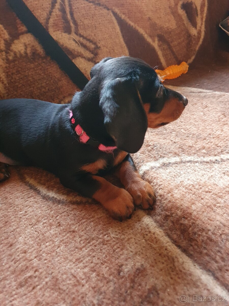 Štěňátko jezevčíka - 6