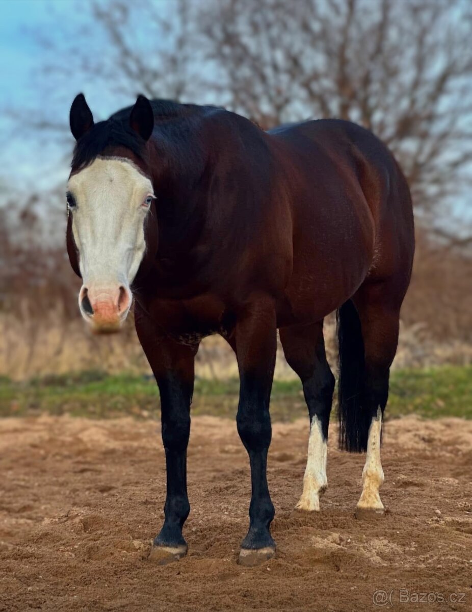 Připouštění hřebcem GRAYS MASTER H, QH - 6