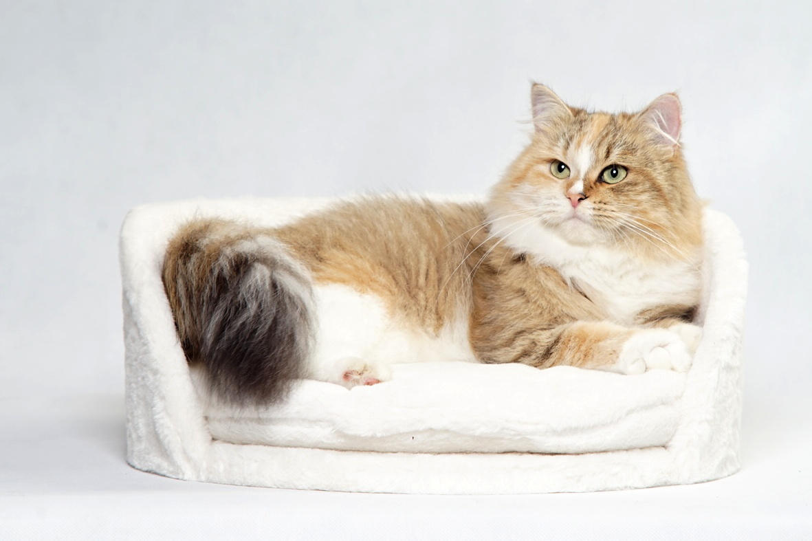 Sibiřská kočka - kočička s PP Ruffian - 6