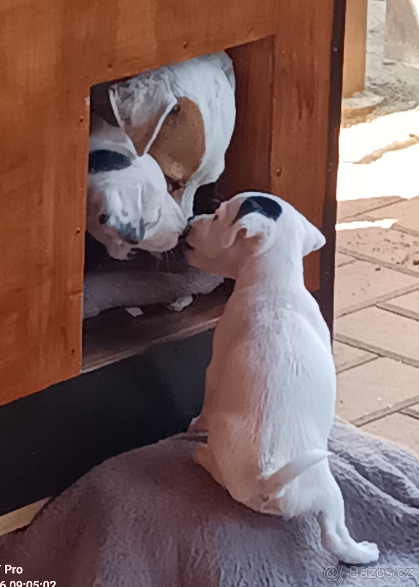Jack Russel teriér - 6