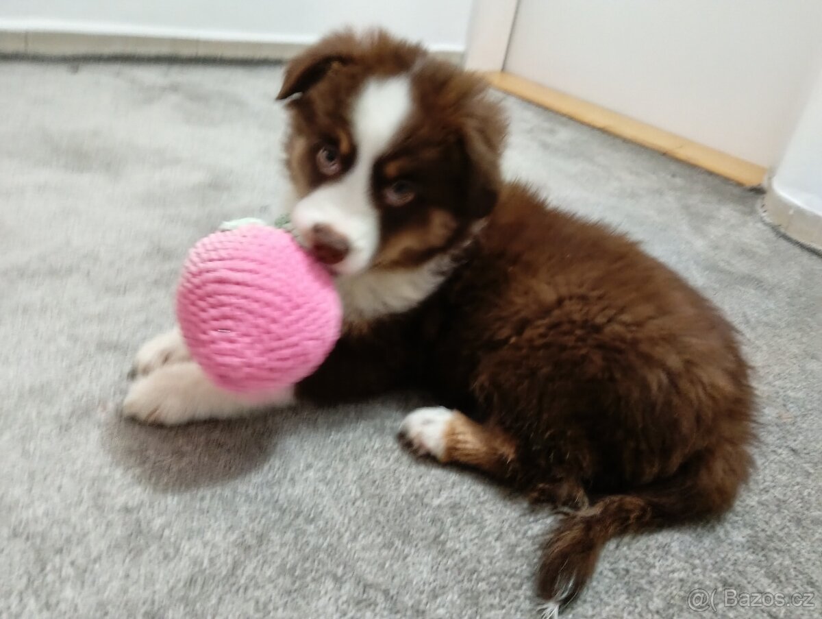 Štěňata Miniaturní Americký ovčák s PP(FCI) - 6