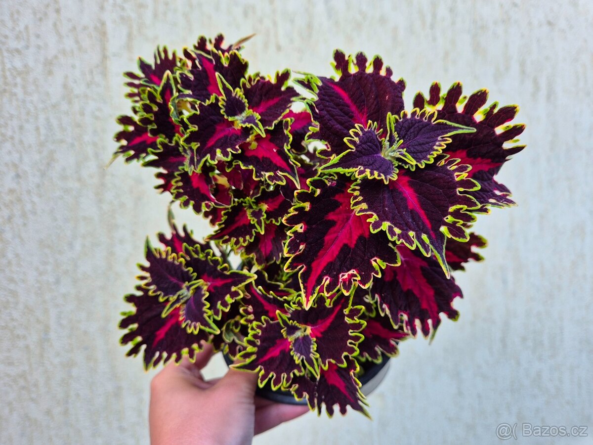 Africké okrasné kopřivy COLEUS SEMENA - 6