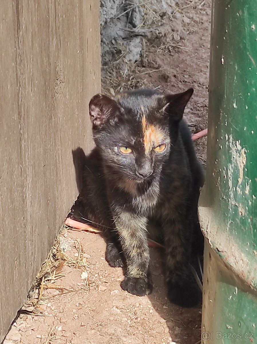 Daruji koťátka - 6