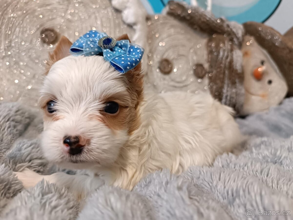 Biewer, golddust jorkšírský teriér s PP - 6