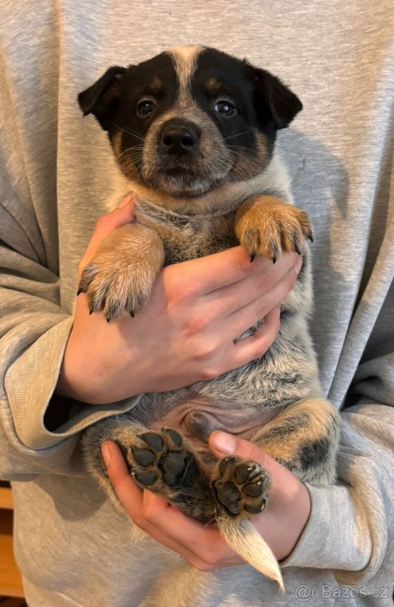 Australský honácký pes - 6