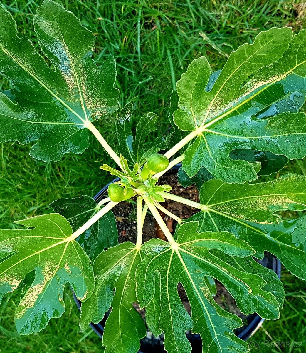 Fíkovník, Ficus Carica, Smokvoň, Brown Turkey, keře, stromky - 6