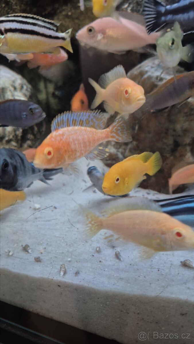 Krmení pro ryby Tlamovci Malawi - 6