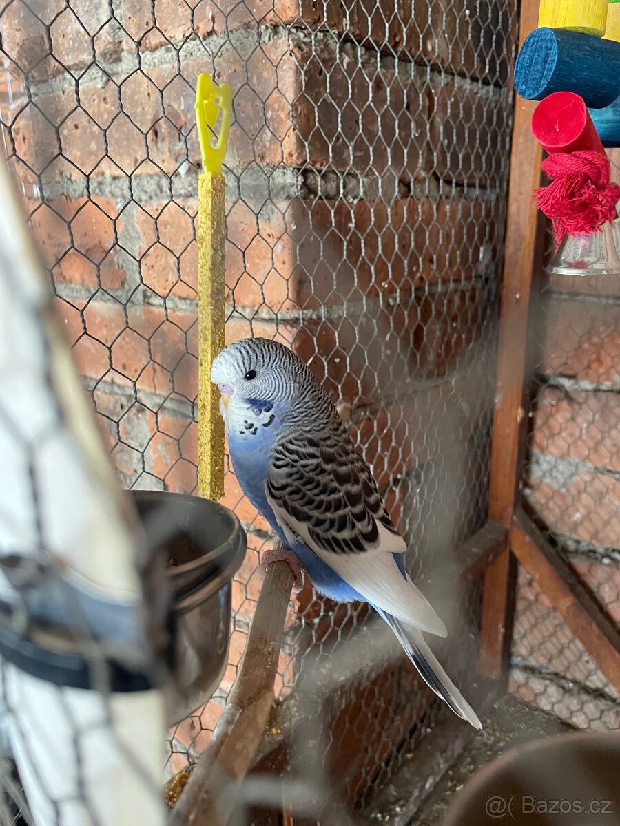 🦜Mladé andulky🦜 - 6
