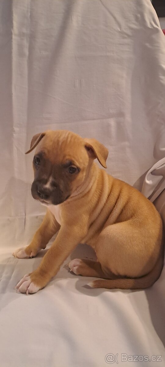 Americký stafordšírský teriér - 6