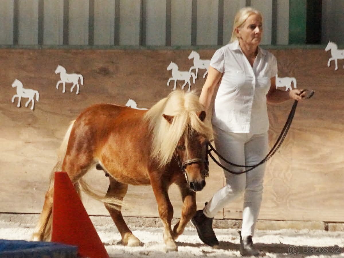 Shetland hřebec - 6