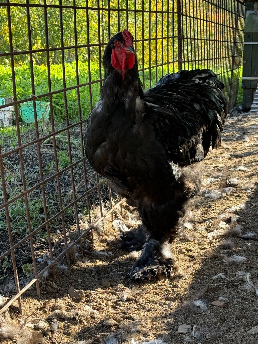 Brahmánka velká – kohouti - 6