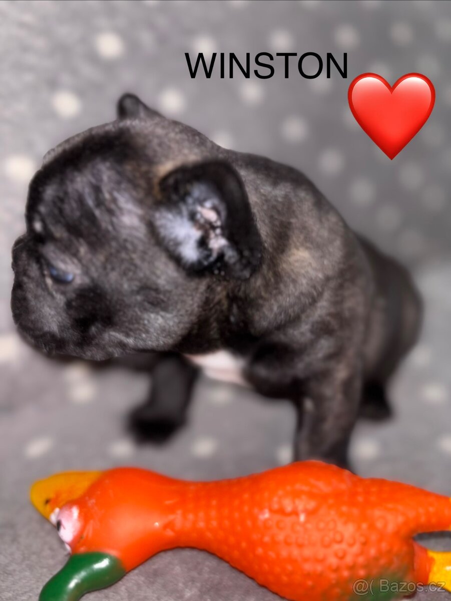 Francouzský buldoček s PP - 6