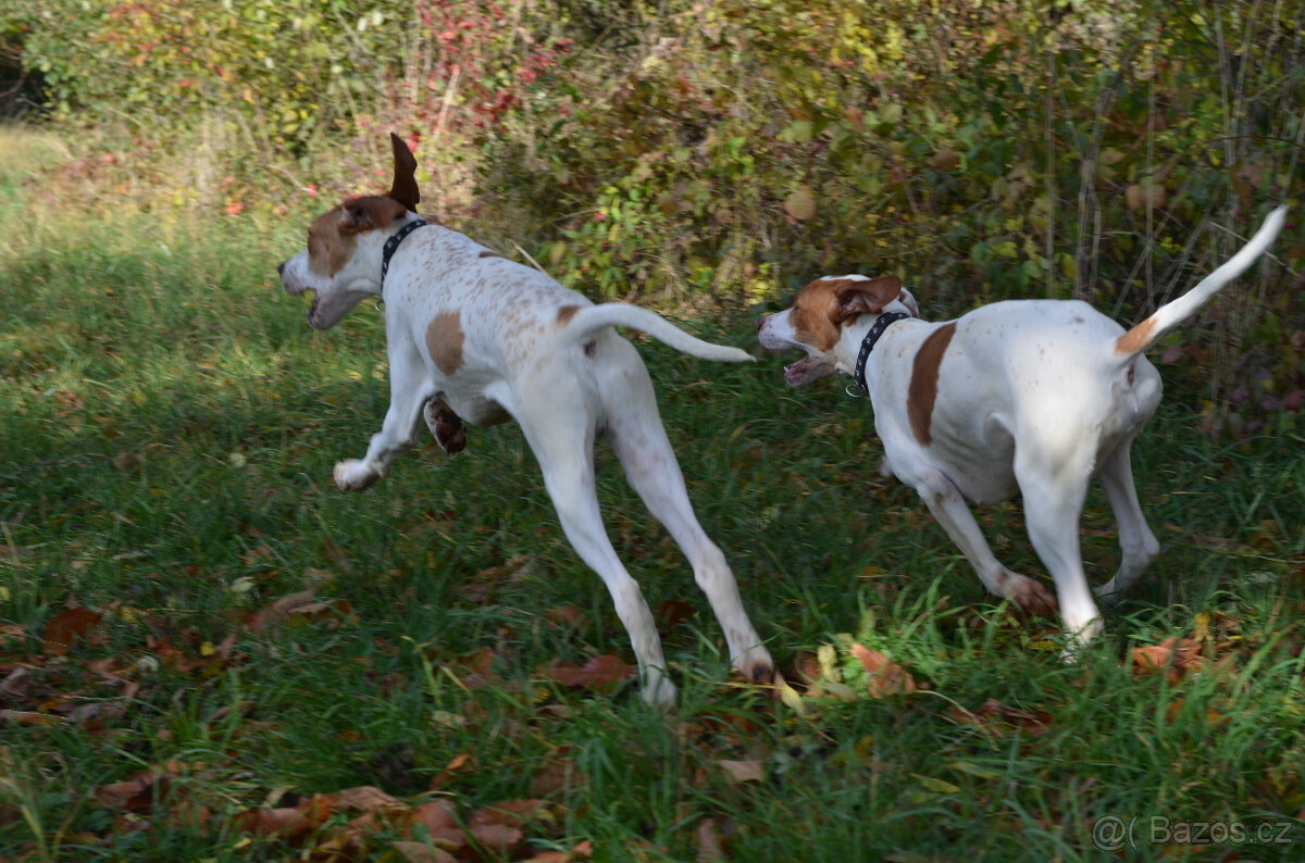 Pejsek a fenka_pointer_štěňátka_CHS z Mešinské hájovny - 6