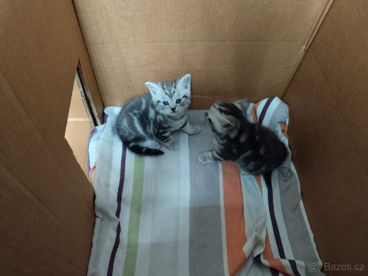 Nabizim britskeho whiskas kocourka bez PP - 6