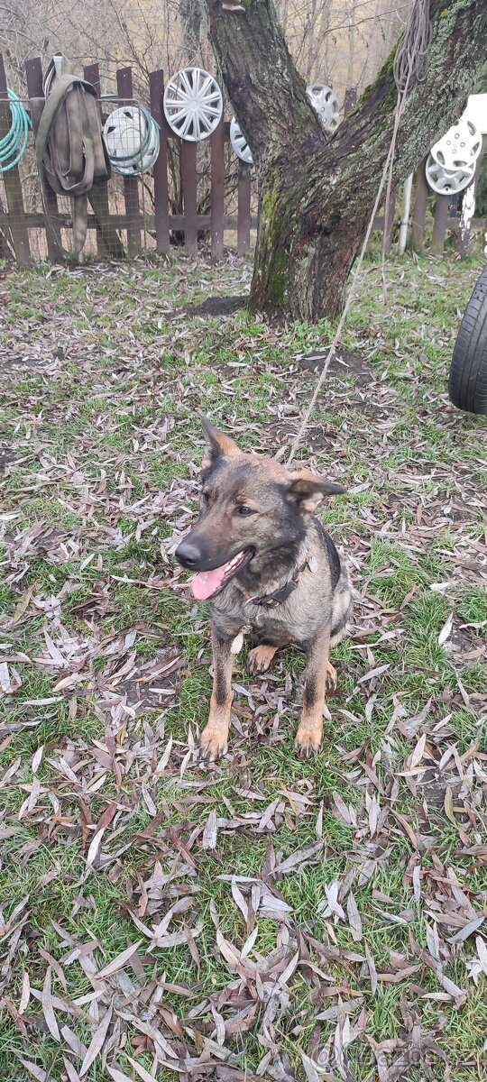 Štěně německého ovčáka - 6