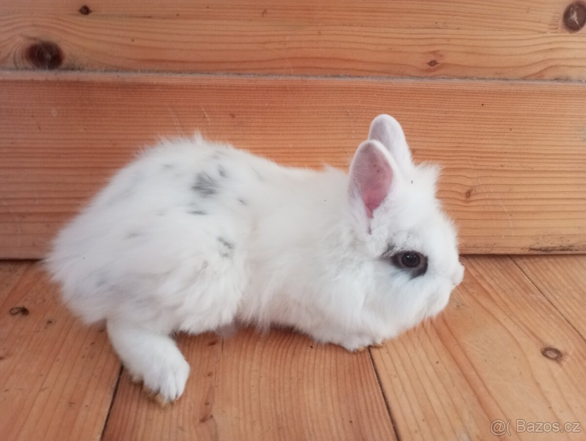 Prodám zakrslá králíčata - 6