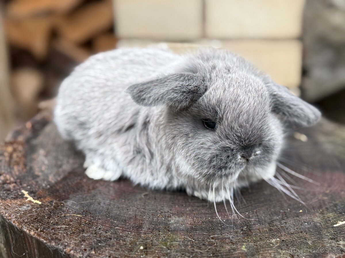 Zakrslý beránek s PP - 6