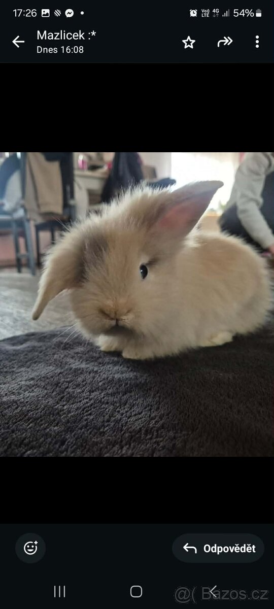 Zakrslí králíčci - 6