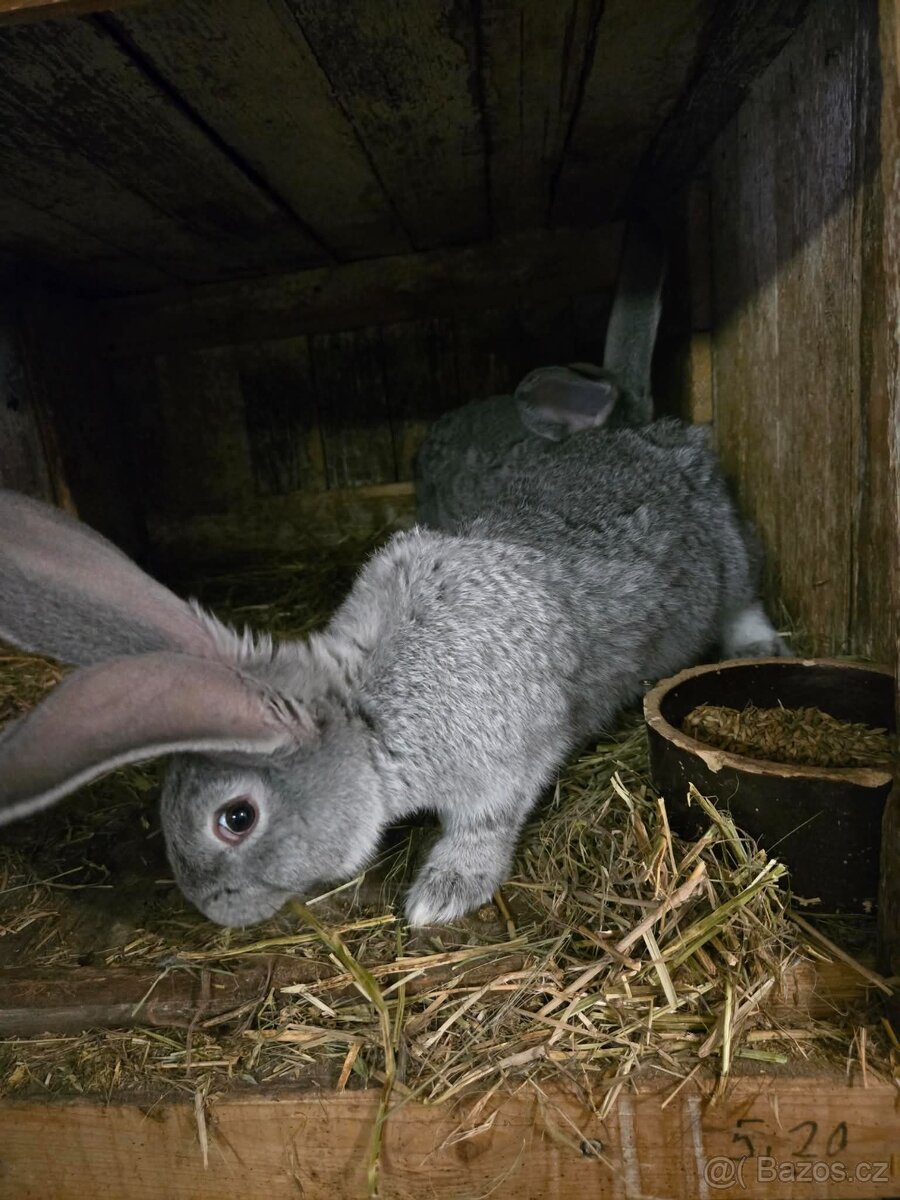 Králíci - 6