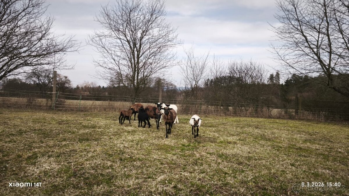 Prodám ovce kamerunské - 6