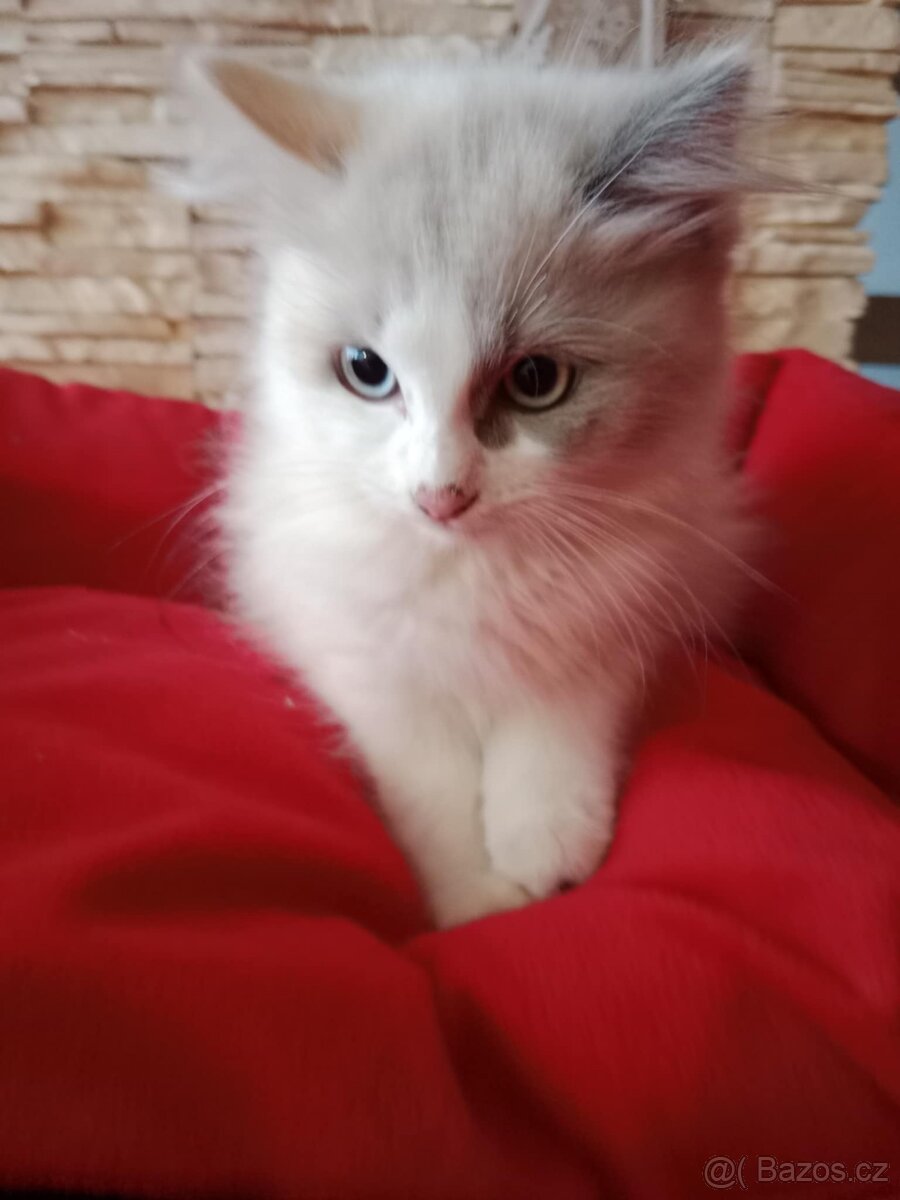 Ragdoll koťátka bez PP - 6