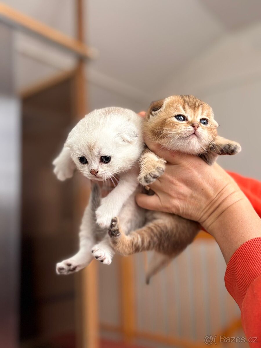 Skotská klapouchá koťata - 6
