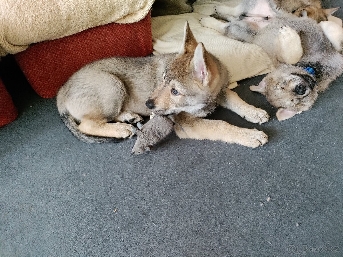 Československý vlčák - štěně s PP - 6