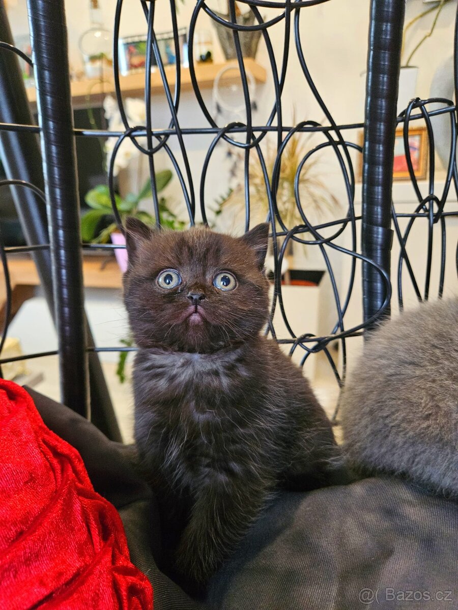 Britská koťátka - 6