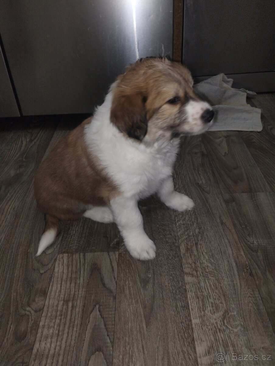 Prodám štěňátko středního vzrůstu - 6