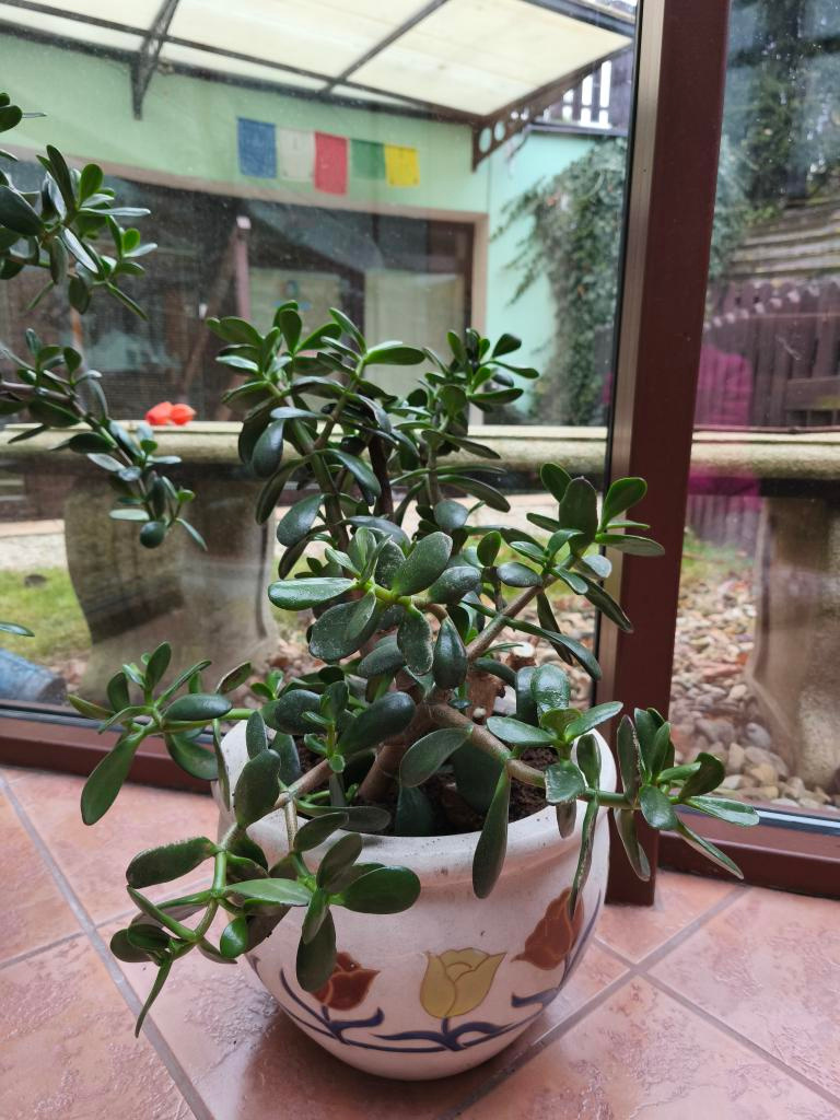 Prodám pokojové rostliny TLUSTICE - 6