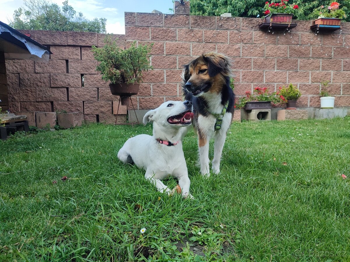 Daruji štěňata křížence - 6