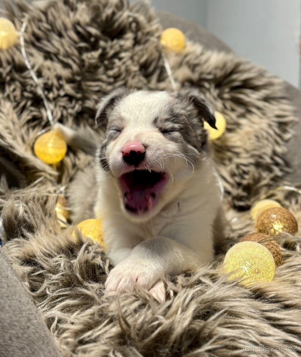 Border Kolie s PP - 6