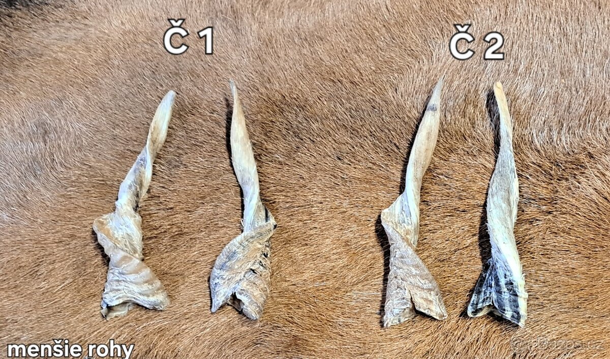 Trofeje, kravské rohy 25-70cm - 6