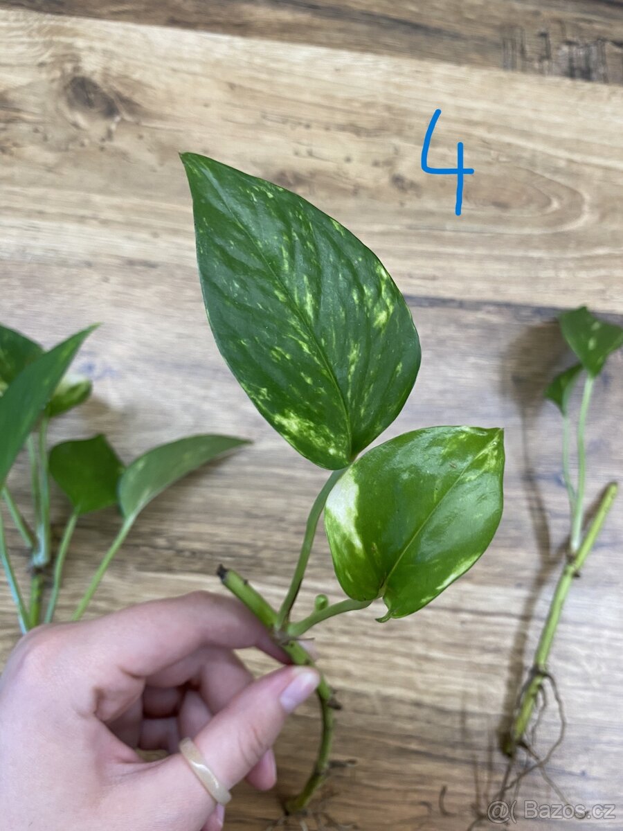 Epipremnum aureum (pothos) - zakořeněné řízky - 6