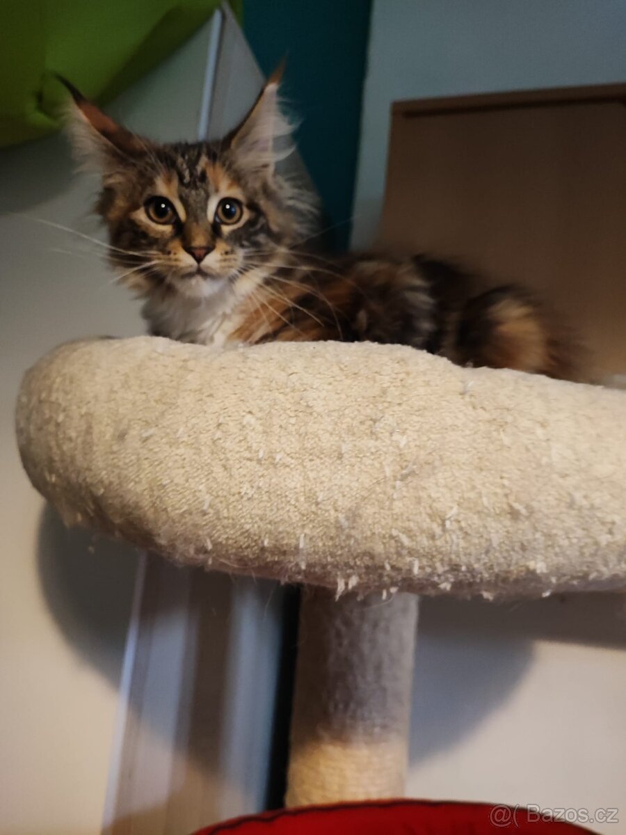 Mainská mývalí - 6