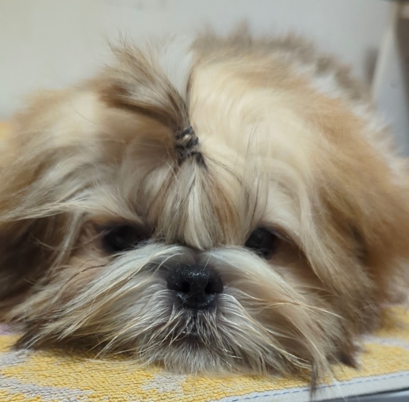 Štěňata Shih Tzu, FCI - 6