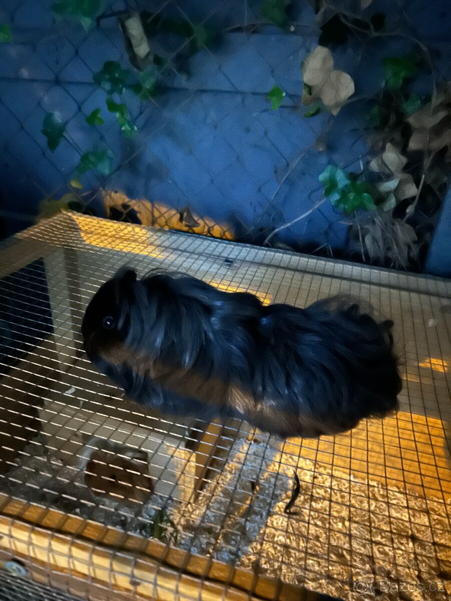 Prodám půlroční morčátka dlouhosrstá Sheltie - 6