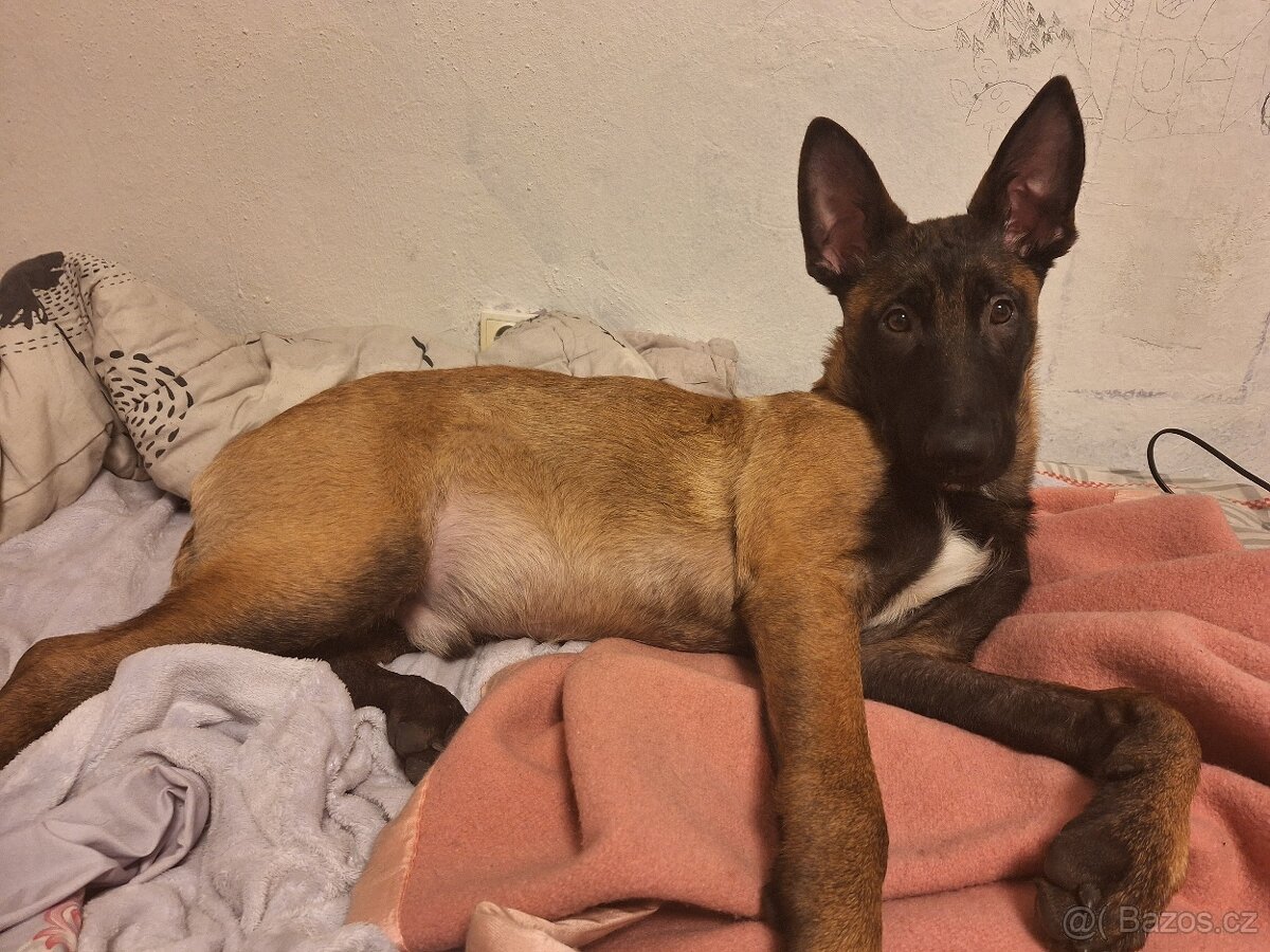 Štěně Malinois - 6