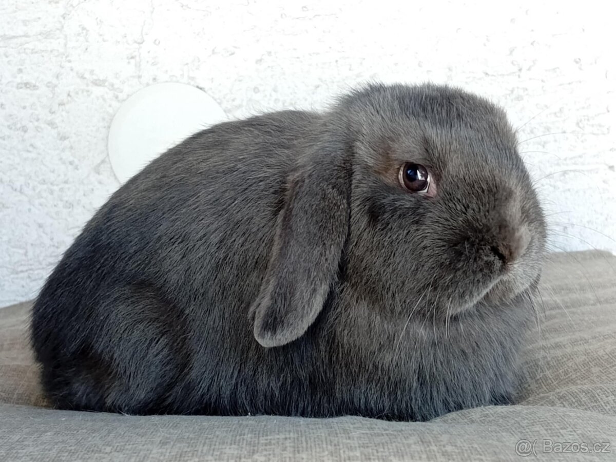 Samička Zakrslý Beránek MiniLop ❤️❤️ - 6