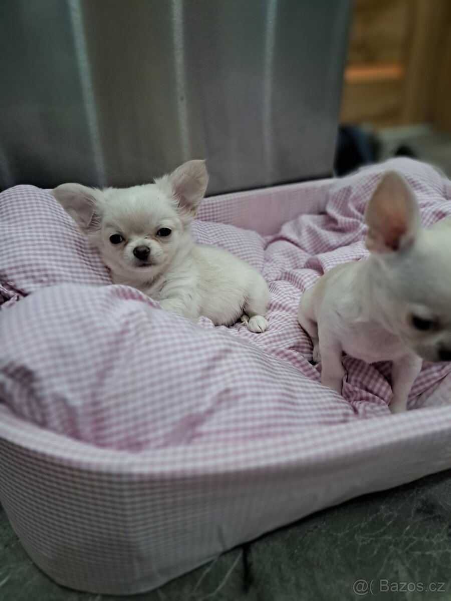 Čivava mini fenečka - 6