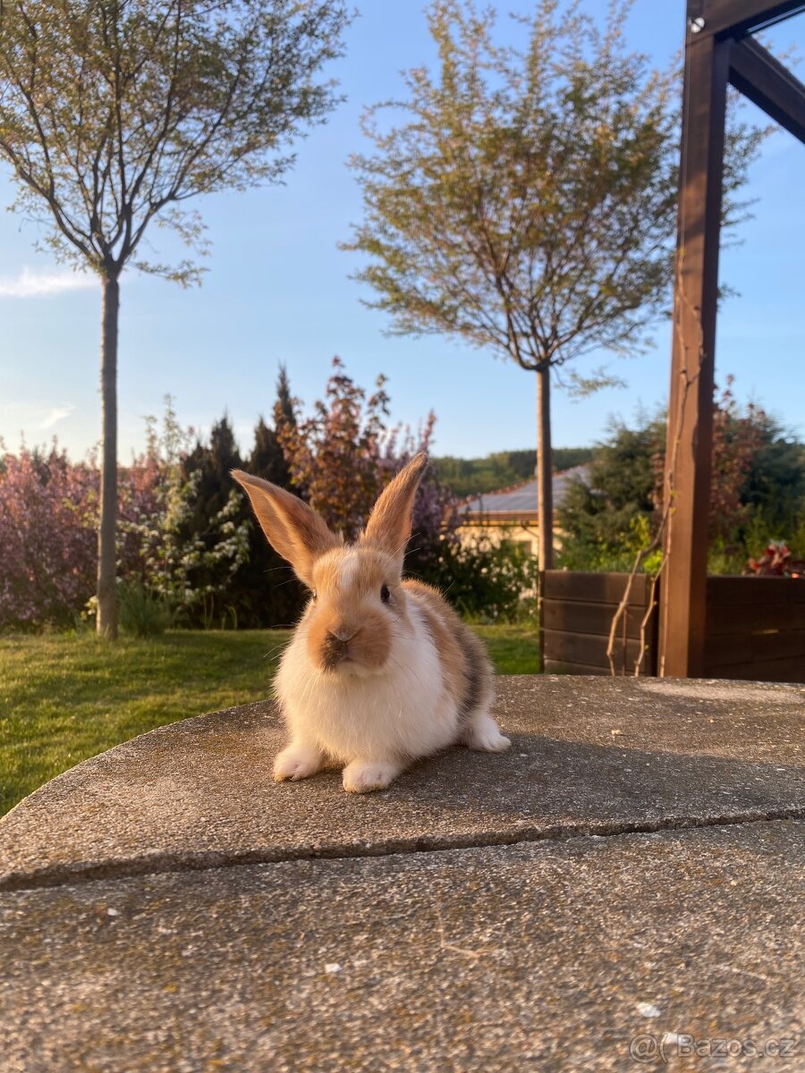 Zakrslý králík - 6