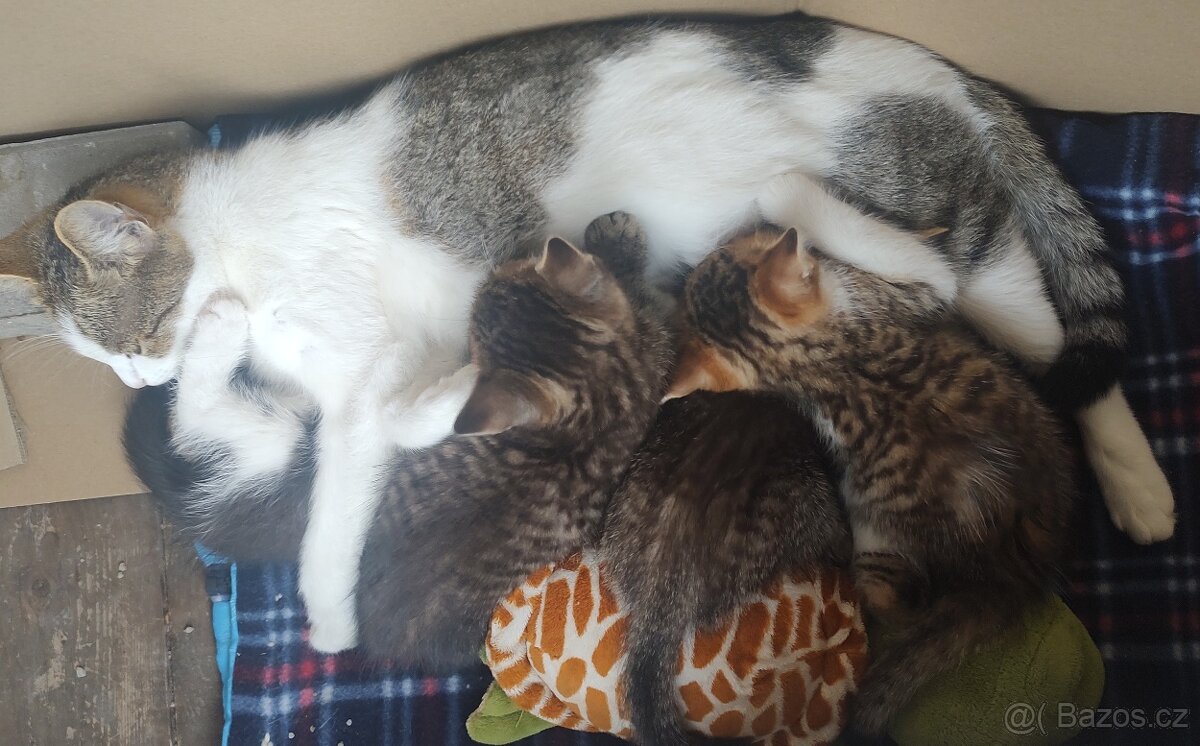 4 koťátka - 6