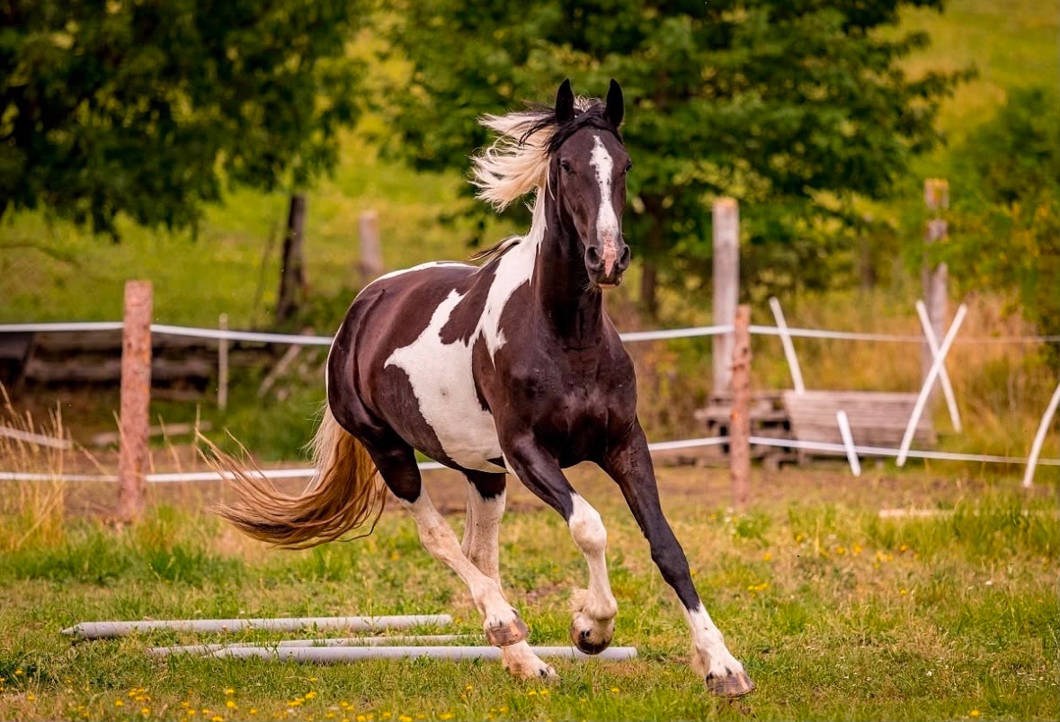 Barock Pinto klisna 2023 - 6