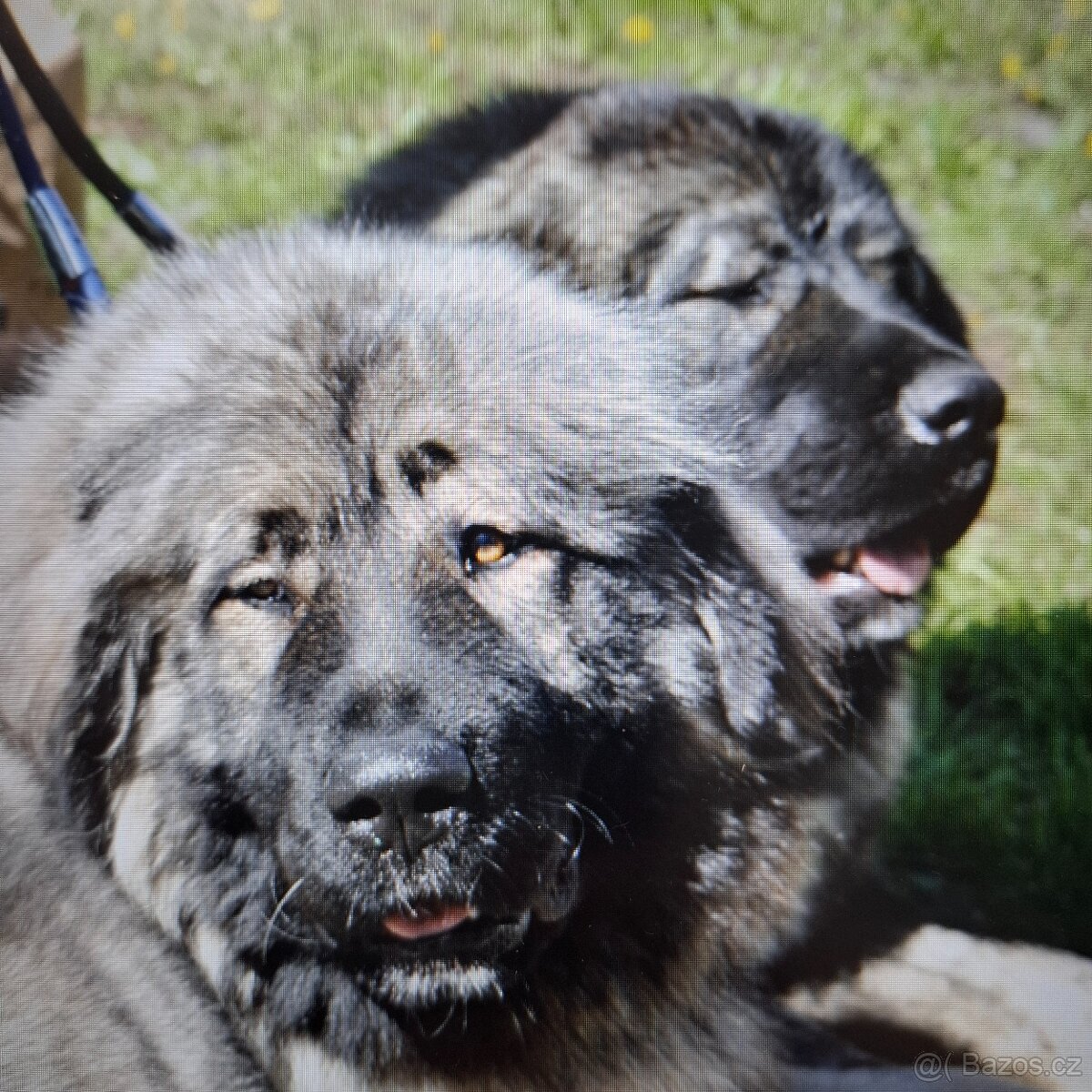 Kavkazský pastevecký pes - 6