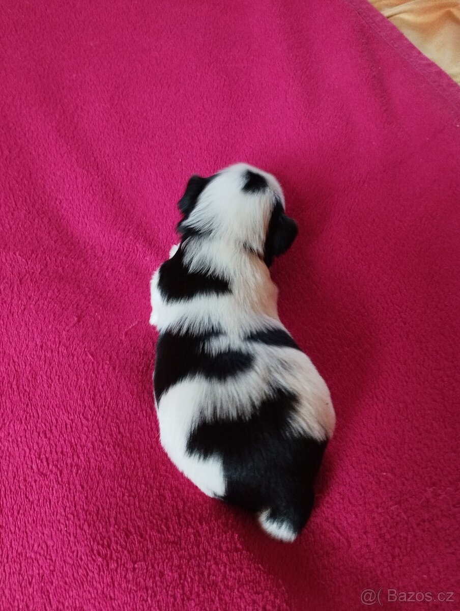 Biewer Jorkširský terier - 6