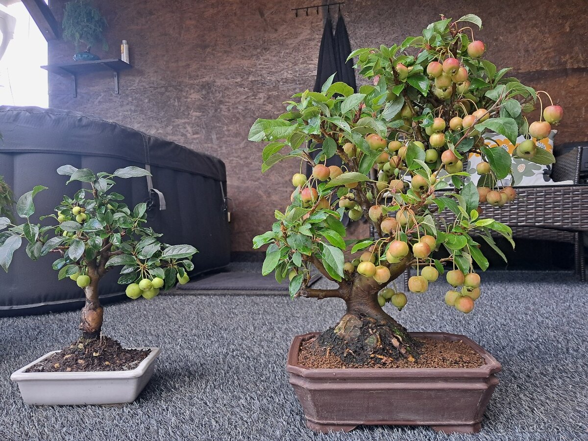 Bonsaj,bonsai Jabloň - 6