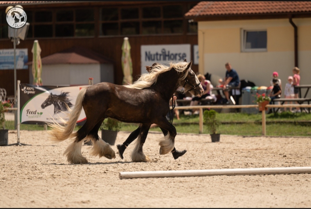 Hřebec Limited Edition of Balinka - 6