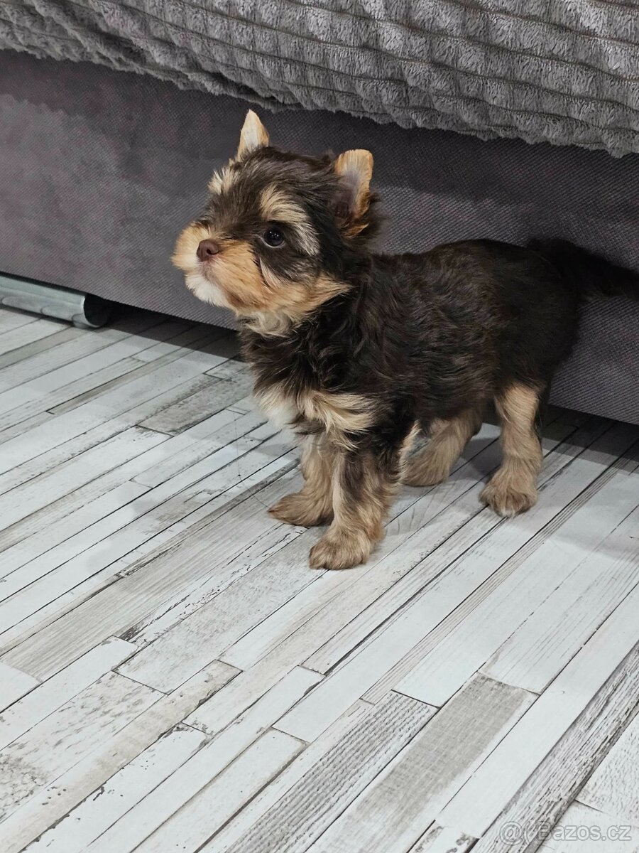 Jorkšírský teriér Čoko - 6