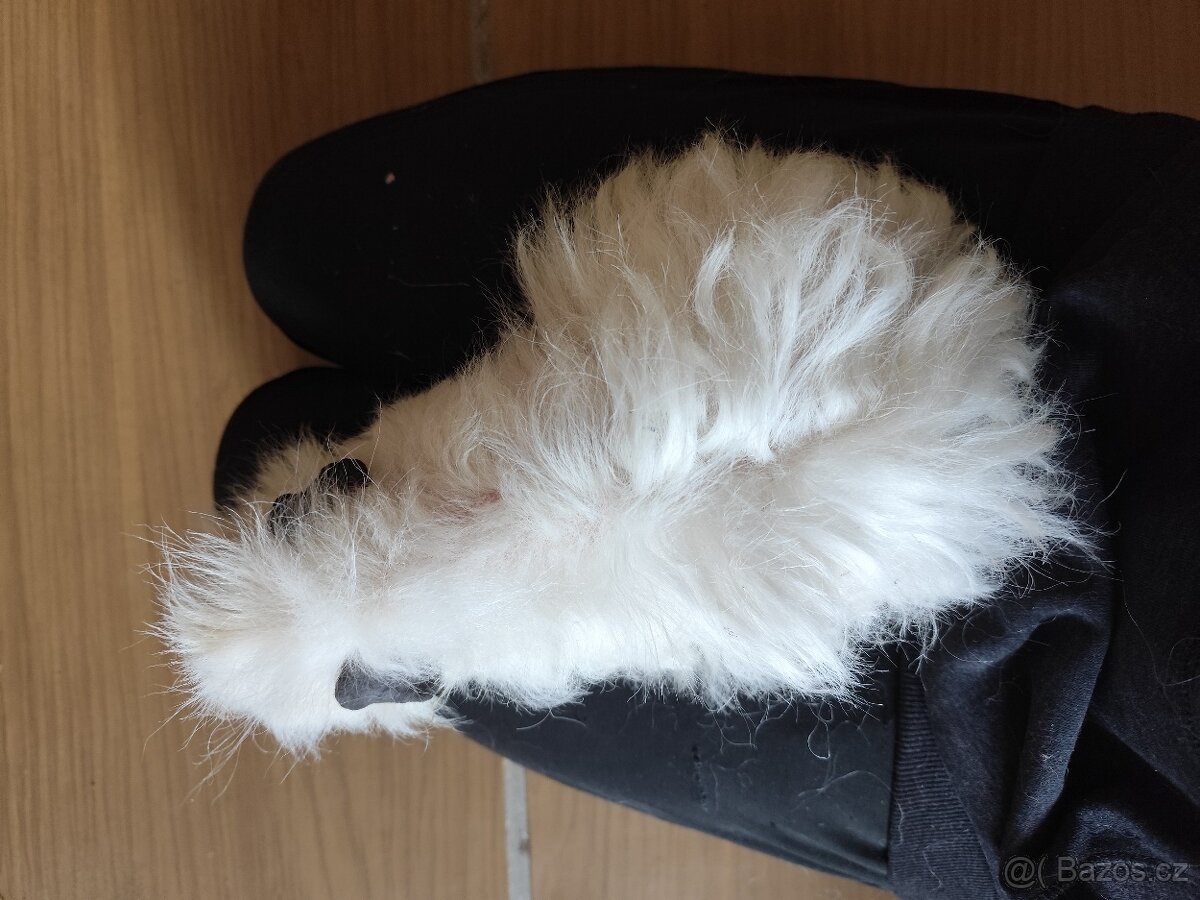 morče, morčátko - 6